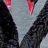 Does True Love Really Exist Shorts Swan Animals Love Cute Pet