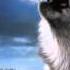 Халық күйі Қасқыр Народная музыка Волк Wolf