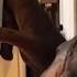 Smart Chimp On A Smartphone