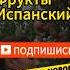 Фрукты испанский для начинающих
