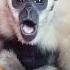 Monkey Sounds Video Animals Funny
