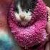 это кста называется молочный шаг Speedup Cats Memes Funny