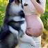 Are You Being Extra Gentle Today Because I Have A Baby In My Funny Pets Cute Baby Animals