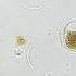 Spore Of Equisetum Arvense Whole Mount Under Miscroscope 100x On Bright Field