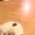 Kedi Süpürge Ile Oynarsa