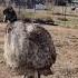 Emu Strutting Dude Model Hot Cute Farm Birds Native Nature Funny Vegan
