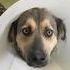 Helena Zengel Rescued An Injured Dog While Filming The Legend Of Ochi