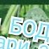 25 Bodring Urug I Ekilishi Jarayonidan