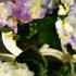Beautiful Million Flowers Plantlover Viral Satisfying Shorts