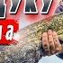 Большая приманка Большая рыба Спиннинг с берега Денис Вихров