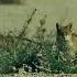 Το πρώτο φως Ζευγάρωμα Αλεπούδων Foxes Mating