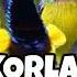 Suara Pikat Sogon Vs Korlap Paling Ampuh Suarapikatsogon Suarapikatampuh Shorts