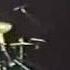 Lamefest 1989 Act One