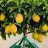 Grow Your Mango Tree 10 Times Faster In Just 2 Weeks