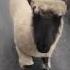Beeb Beeb I M A Sheep