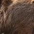 What If Grizzly Bears Were Introduced To The African Savannah