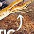 How To Avoid Fake Ginseng Test It Yourself