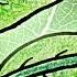 Why Are Leaves Green Part 2
