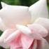 O Priya Priya Song By Anuradha Paudwal And Suresh Wadkar 1990 Nature Flowers Shortsvideo