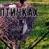 О птичках Аисты лебеди утки на р Волхов Красивая природа