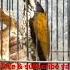 Masteran Suara Jernih Pelatuk Bawang Cocok Untuk Semua Burung Kicau Para Suhu