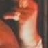 2Pac Immortal 2023 HD