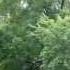 Drought Tolerant Trees