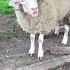 Sheep Coughing Sounds Like A Human CONTENTbible