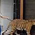 Naughty Kid Walking With 1 Year Old Tiger Nouman Hassan