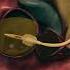 Male Foley Catheter 3dmedicalanimation Medicine Medical Meds Malefoley Malefoleycathetor