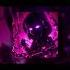 HISTED TXVSTERPLAYA MASHA ULTRAFUNK Brazilian Funk Phonk Tik Tok Remix Viral 2024