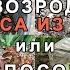 Как реанимировать розы ЧЕТЫРЕ СПОСОБА РЕАНИМАЦИИ РОЗ Мои розы фениксы выросли буквально из пепла