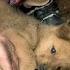 My Aunt Didn T Want Her Little Dog Anymore Because He Was Too Naughty Street Dog Never Think Tha