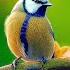 Soothing Music For Nerves Healing Music For The Heart And Blood Vessels Relaxation Music For Soul