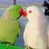 Parrot Party Time Happy Moments You NEED To See Bird Birds Parrot