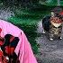 NEVER CALL OIIAOIIA CAT AT 3 00 AM Cursed Cat