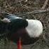 A Male Shoveler Duck Preens Its Feathers Самец утки широконоски чистит пёрышки Birds Shots