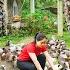 Harvest Many Guinea Pigs After 1 Year Of Raising Use Truck Transport Many Guinea Pigs Go T Sell