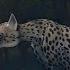 WildCraft ShortFilm Albino Cheetah часть 2