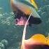 Read Sea Fishmix Morayeel Nemo Redsea Batfish Pennants Butterflyfish Fishvideo Followme