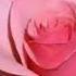 COUNT ON YOU By Tommy Shaw LYRICS