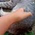 День с котятами и кошкой подруге разрешили забрать котёнка