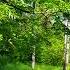 Spring Forest Sounds And Relaxing Bird Singing For Sleeping