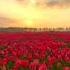 Якшанба тонги муборак бўлсин Good Morning Hello Happy Sunday Morning