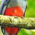 Pure Bird Sounds Natural Chirping Singing Without Music Soothing Nature Ambience