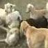 Wolf Hunting With Dogs охота с борзыми