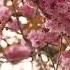 Shot Meditation Music For Calming Relaxation Good Sleep Tension Relief And Good Focus In Life