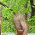 Любимая Бусинка белки бельчонок Squirrel Animals Music Lovesong Italia