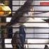La Vie Des Oiseaux Forestiers à La Maison