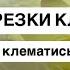 ГРУППЫ ОБРЕЗКИ КЛЕМАТИСОВ готовим клематисы к зиме